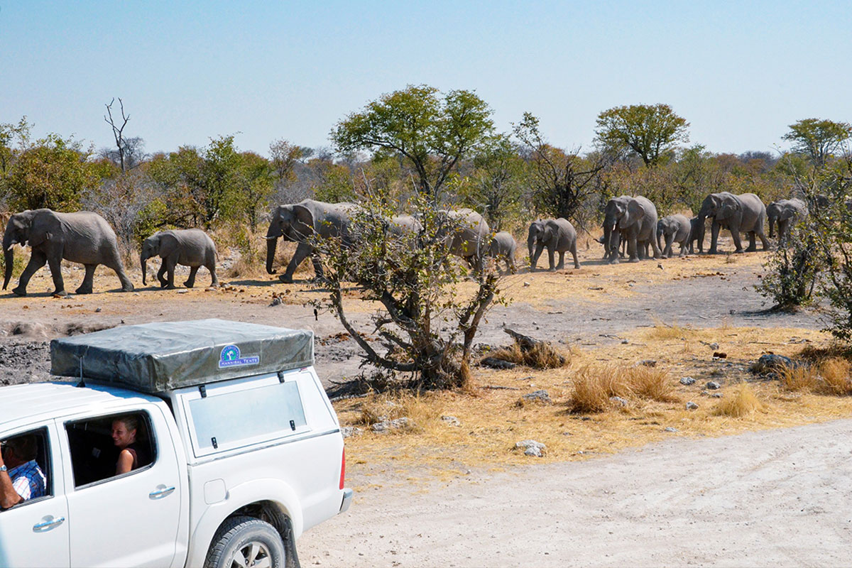 Safari en Namibie avec les éléphants