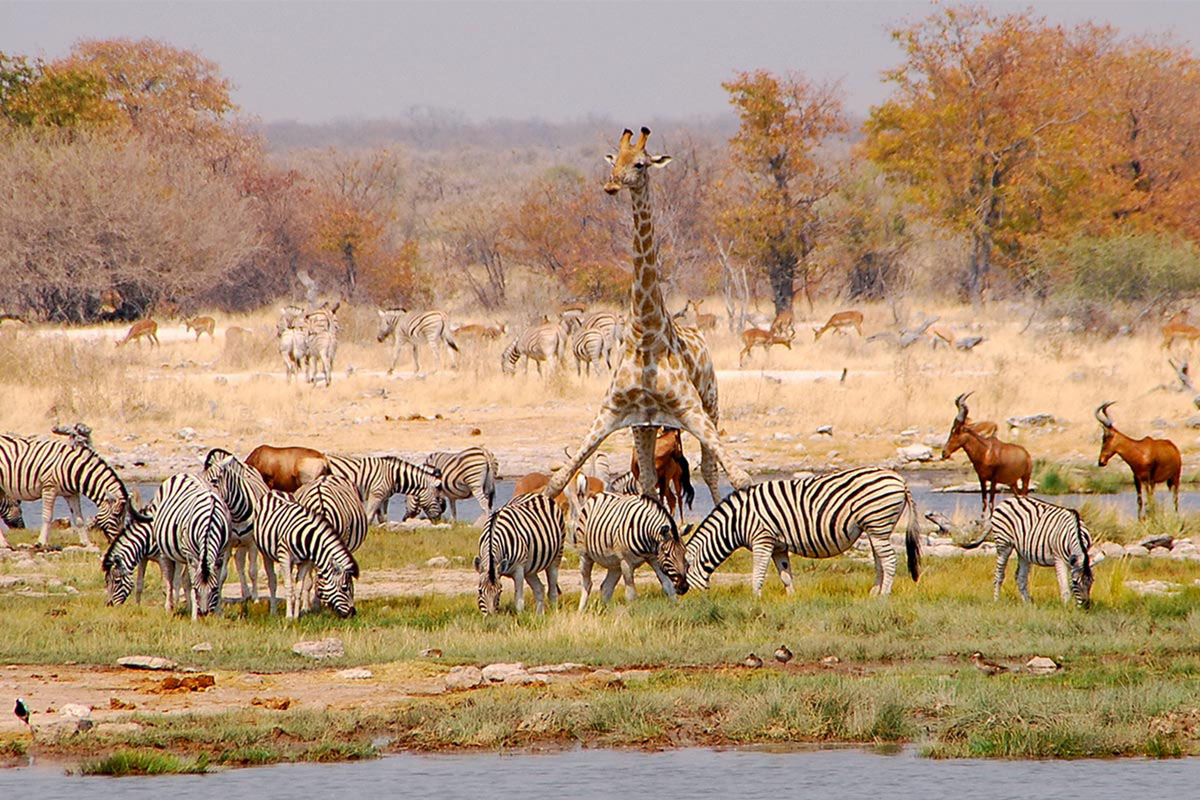 Girafe et zèbres sur le plan d'eau d'Etosha