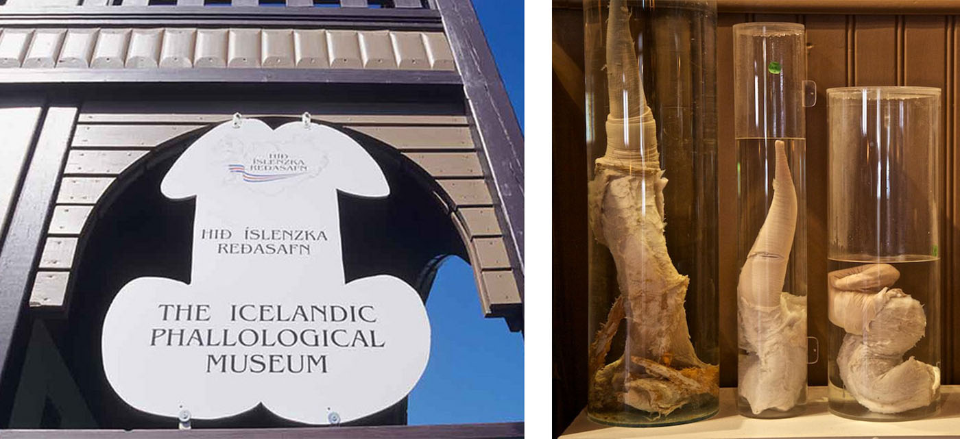 Le musée phallologique islandais et ses phallus de cétacés