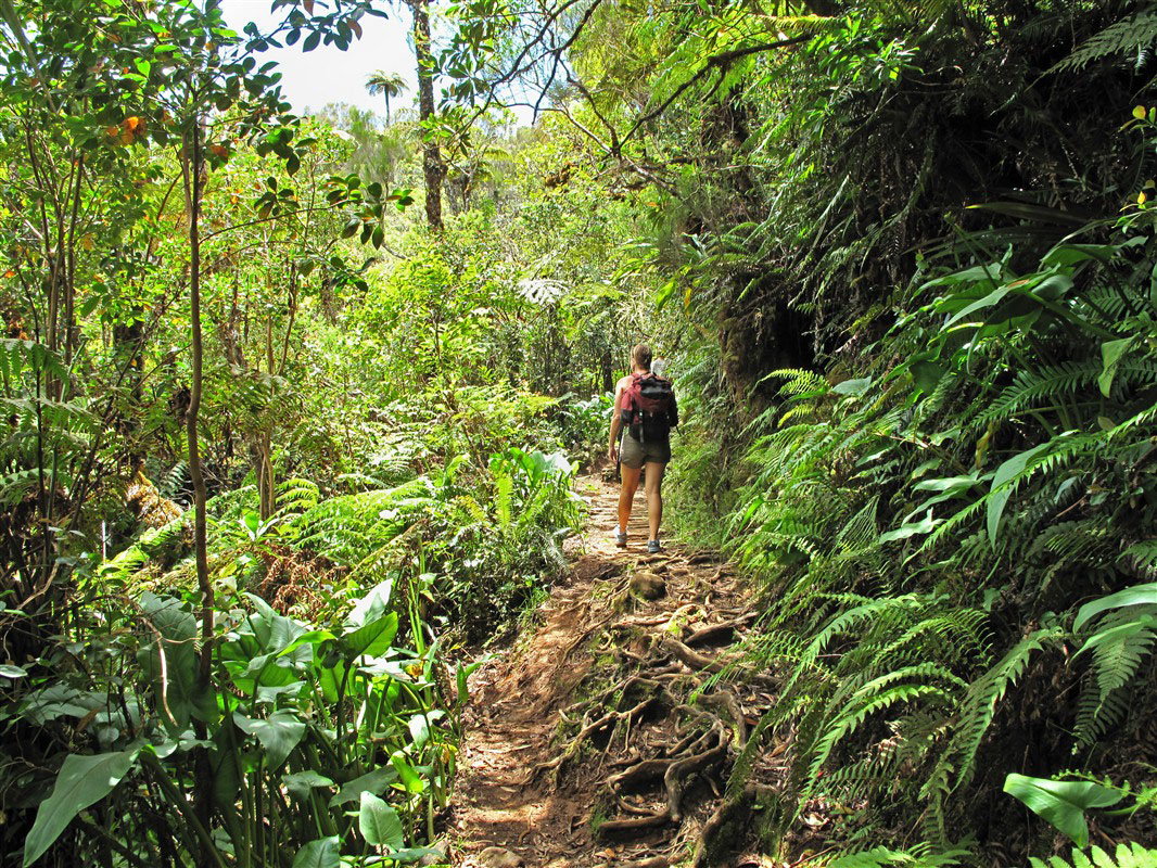 Randonnée dans la forêt de Bélouve à la Réunion