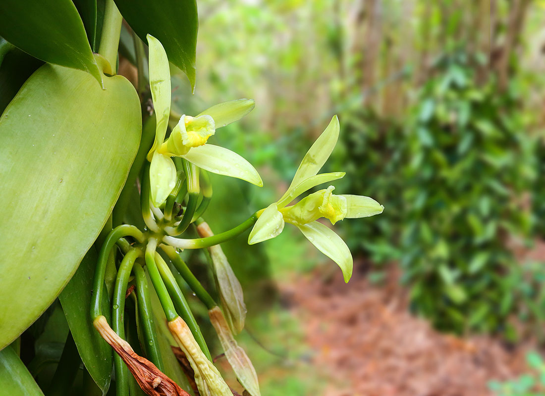 Plantation de vanille dans le Sud sauvage à la Réunion