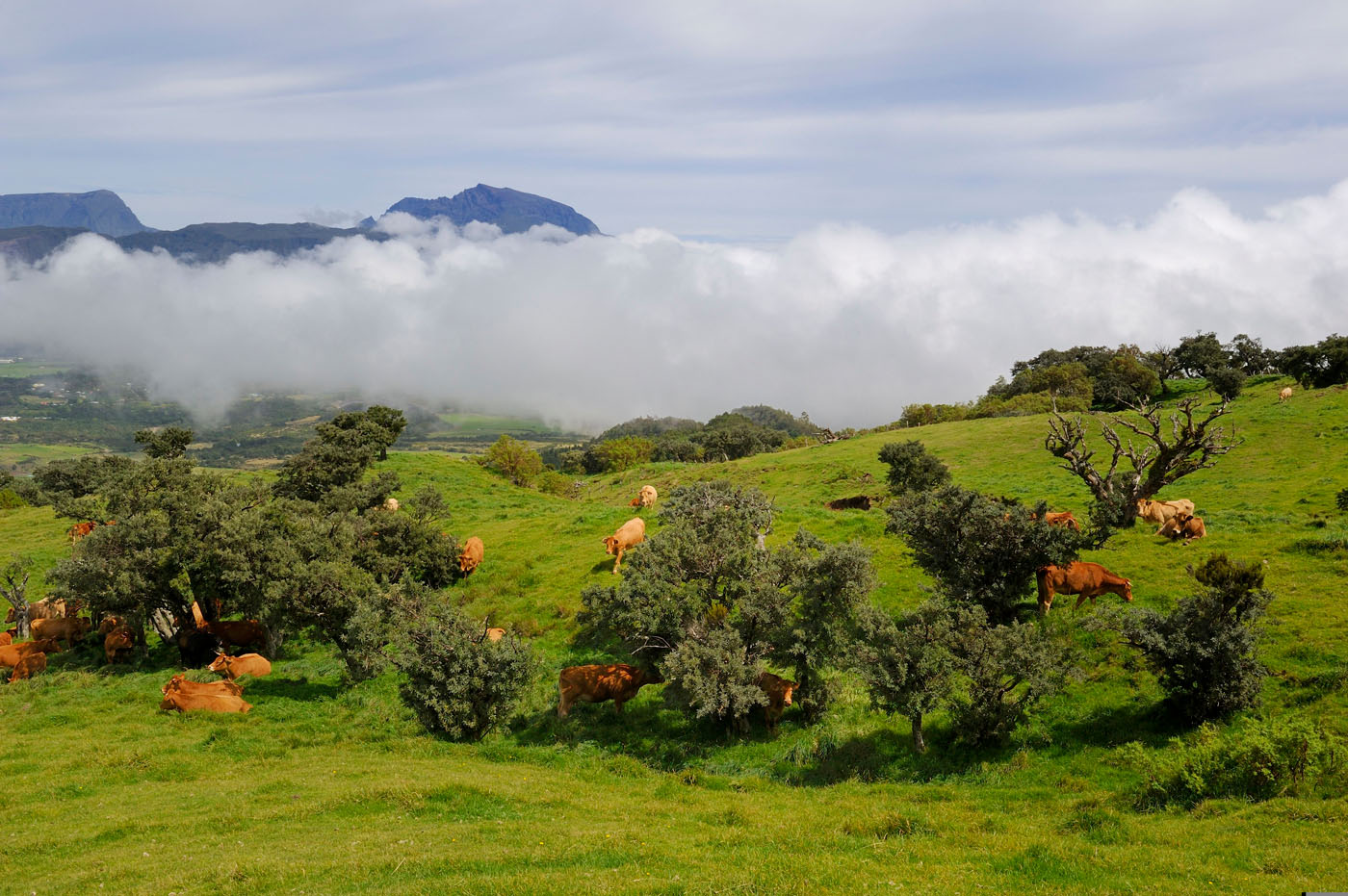 Troupeau de vaches dans la plaine des Cafres et en arrière-plan le piton des Neiges à la Réunion