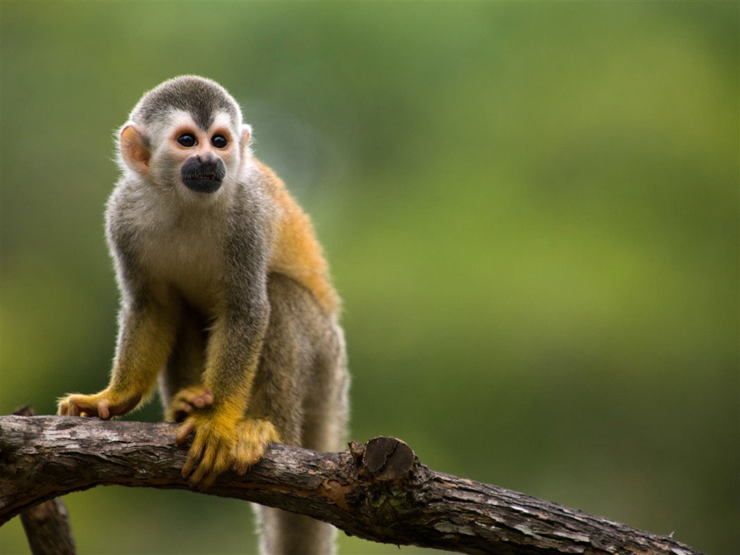 Singe-écureuil dans le parc national Manuel Antonio au Costa Rica