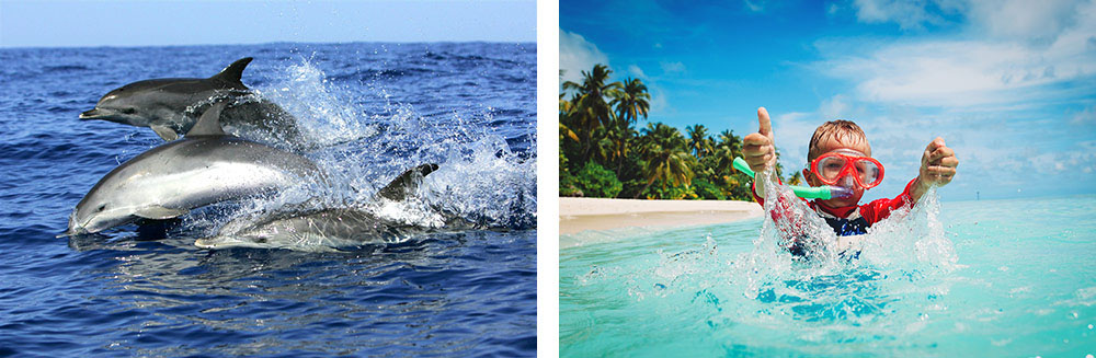 1-Balade en bateau et observation des dauphins2-Snorkeling aux Seychelles