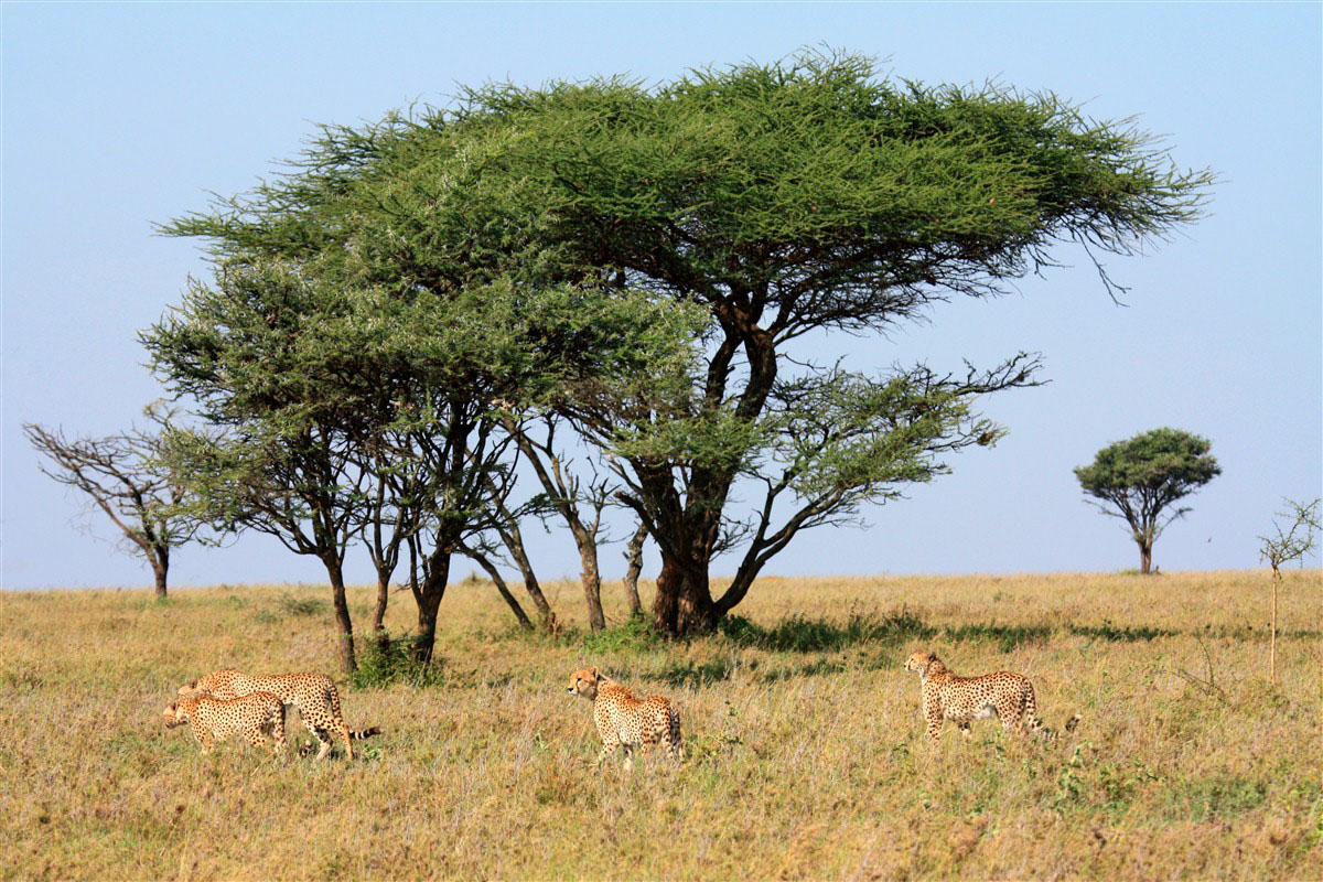 Guépards dans le parc national du Serengeti en Tanzanie