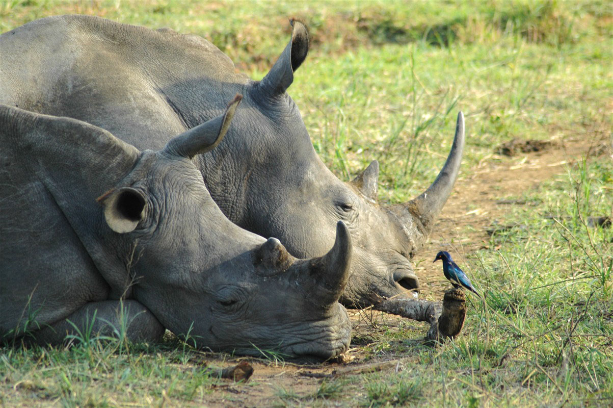 Rhinocéros dans la réserve d'Hluhluwe-Umfolozi en safari en Afrique du Sud