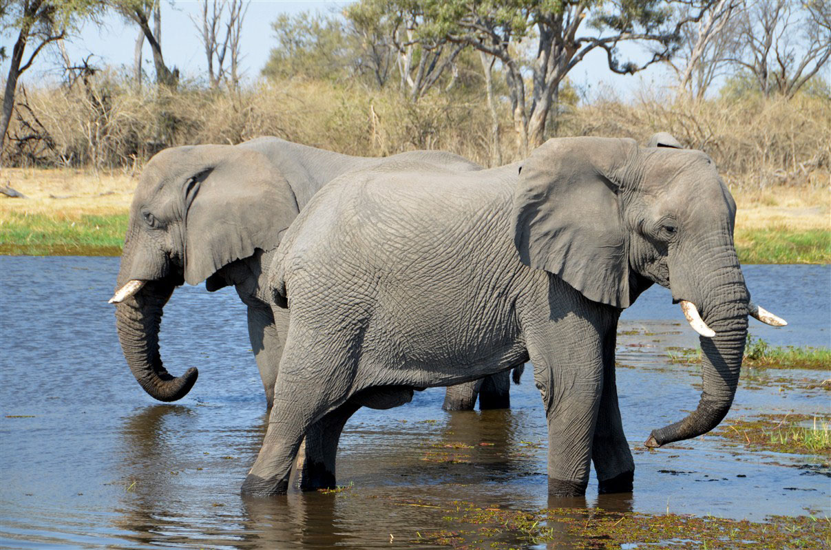 Éléphants lors d'un safari au Botswana