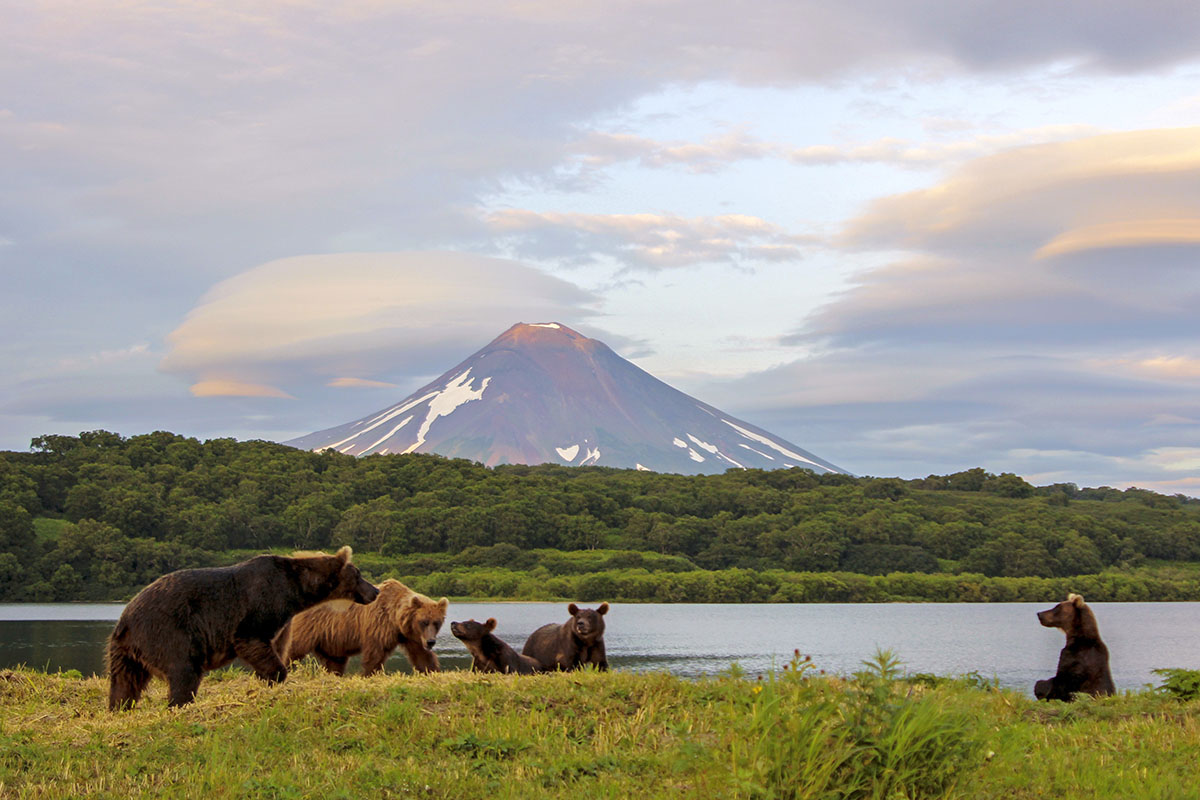 Ours bruns au bord du lac Kourile dans le Kamtchatka en Russie