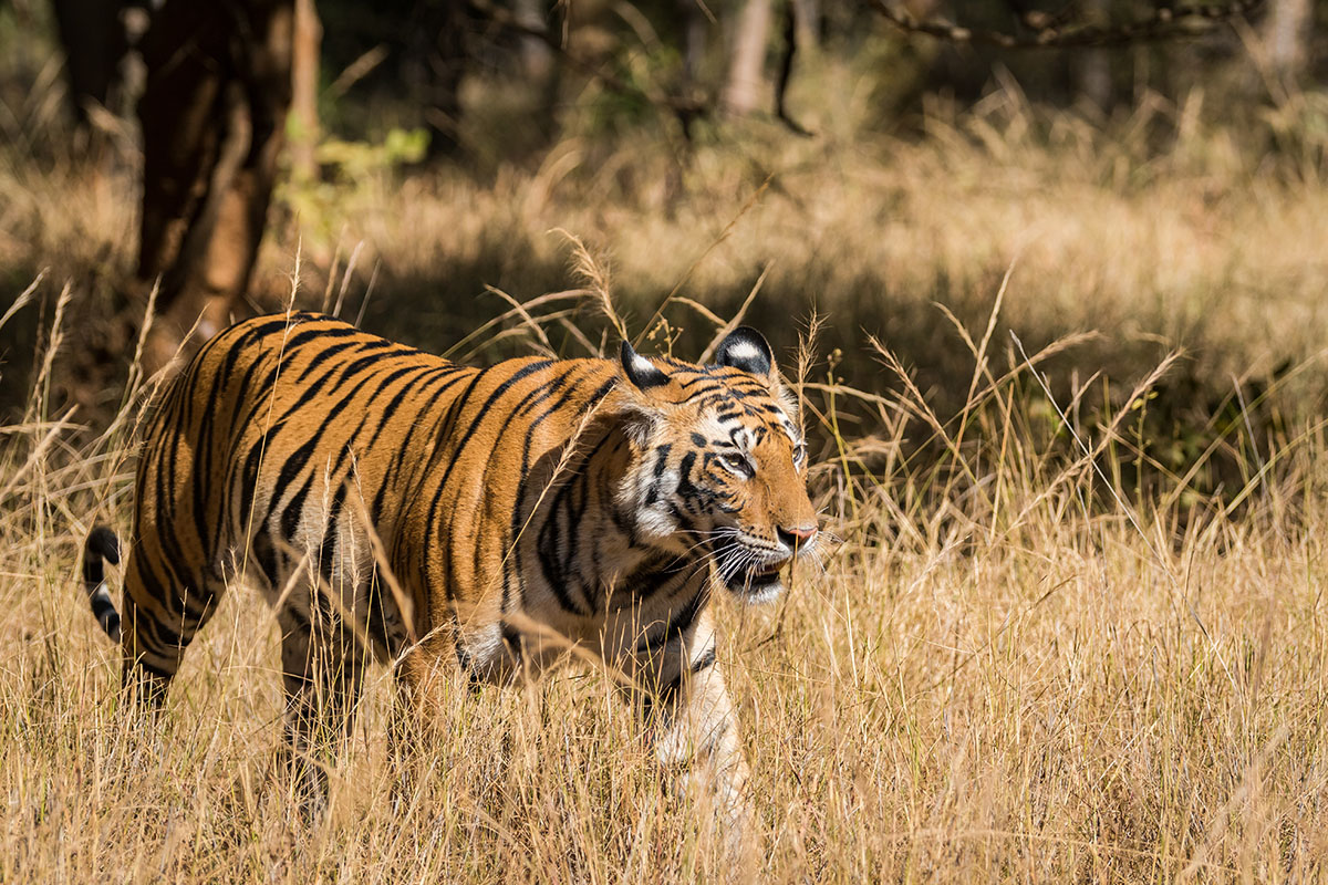 Tigre dans le parc national de Bandhavgarh en Inde