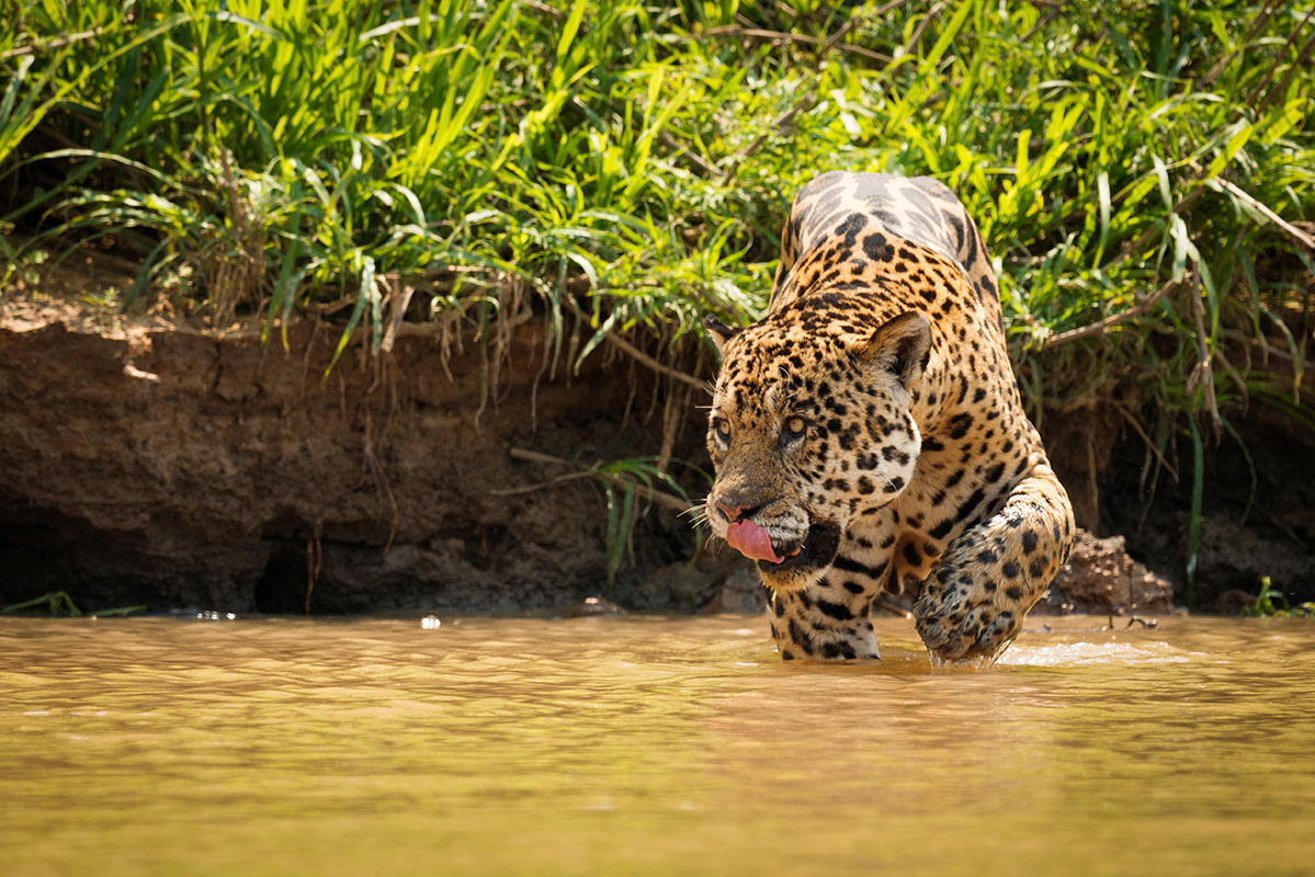 Jaguar dans le Pantanal au Brésil