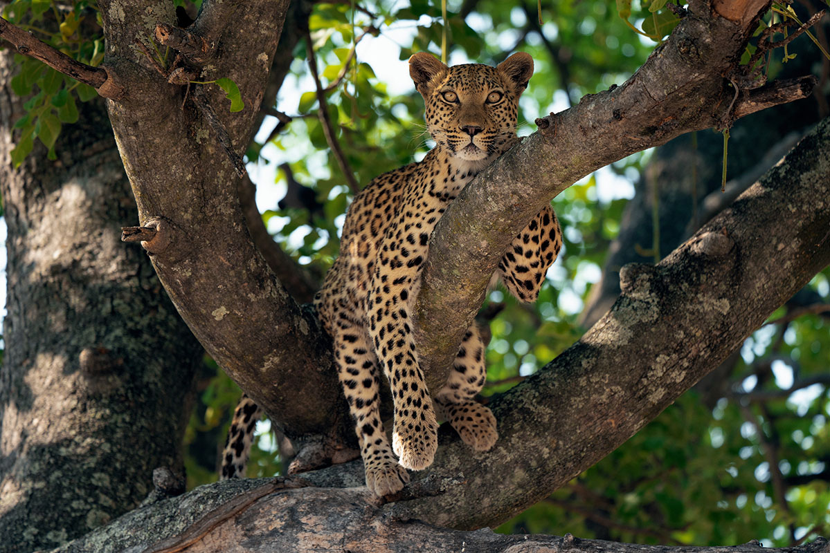 Femelle léopard sur une branche lors d'un safari dans la réserve de Moremi au Botswana