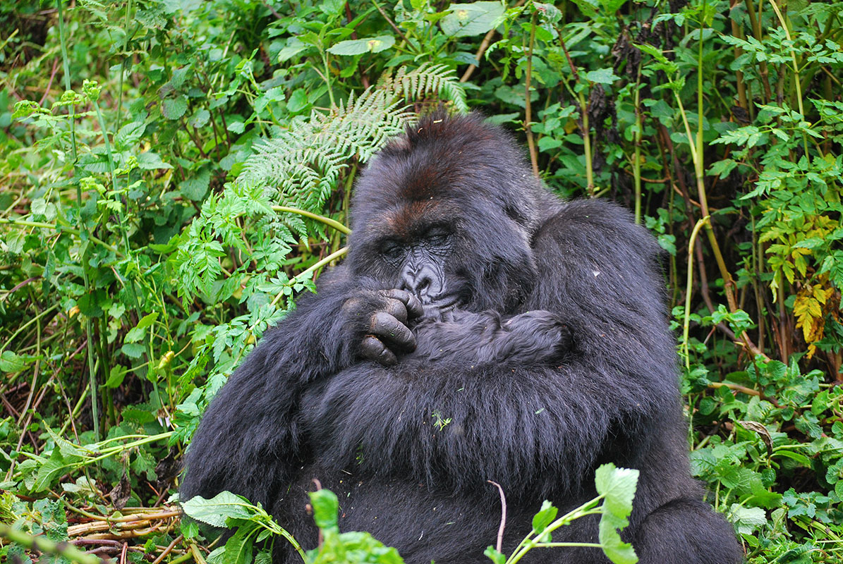 Maman gorille et son petit lors d'un safari dans le parc national des volcans en Ouganda