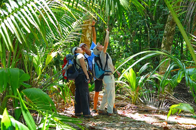 Observation de la faune et flore dans le parc national de Corcovado au Costa Rica