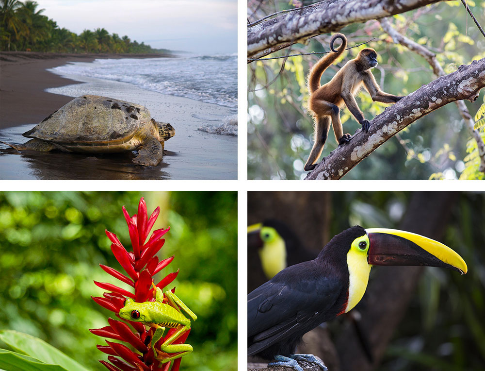 1) Tortue verte sur une plage dans le parc national de Tortuguero2) Singe-araignée dans le parc national Rincón de la Vieja3) Grenouille du Costa Rica 4) Toucan dans la région de Catarata de la Paz 