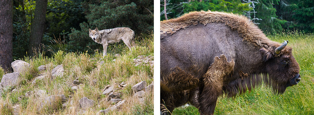 1/ Loup de Sibérie dans le parc des Loups du Gévaudan en Lozère - France2/ Réserve de bisons d'Europe de Sainte-Eulalie en Lozère 