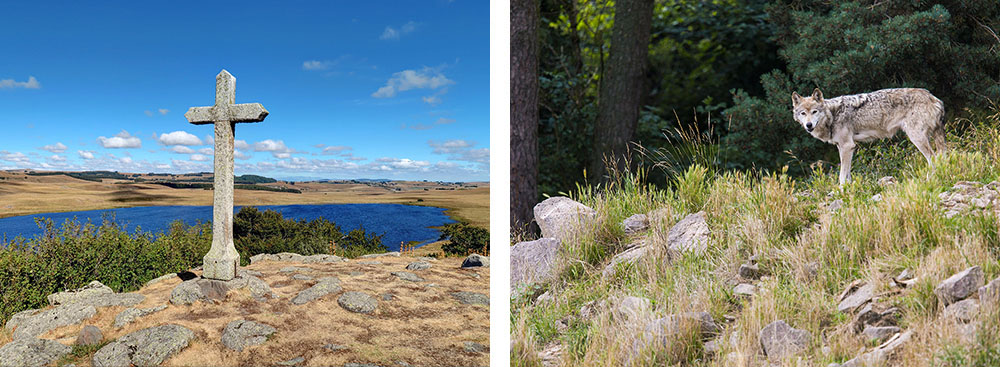 1/ Plateau de l'Aubrac2/ Loup de Sibérie dans le parc des loups du Gévaudan en Lozère