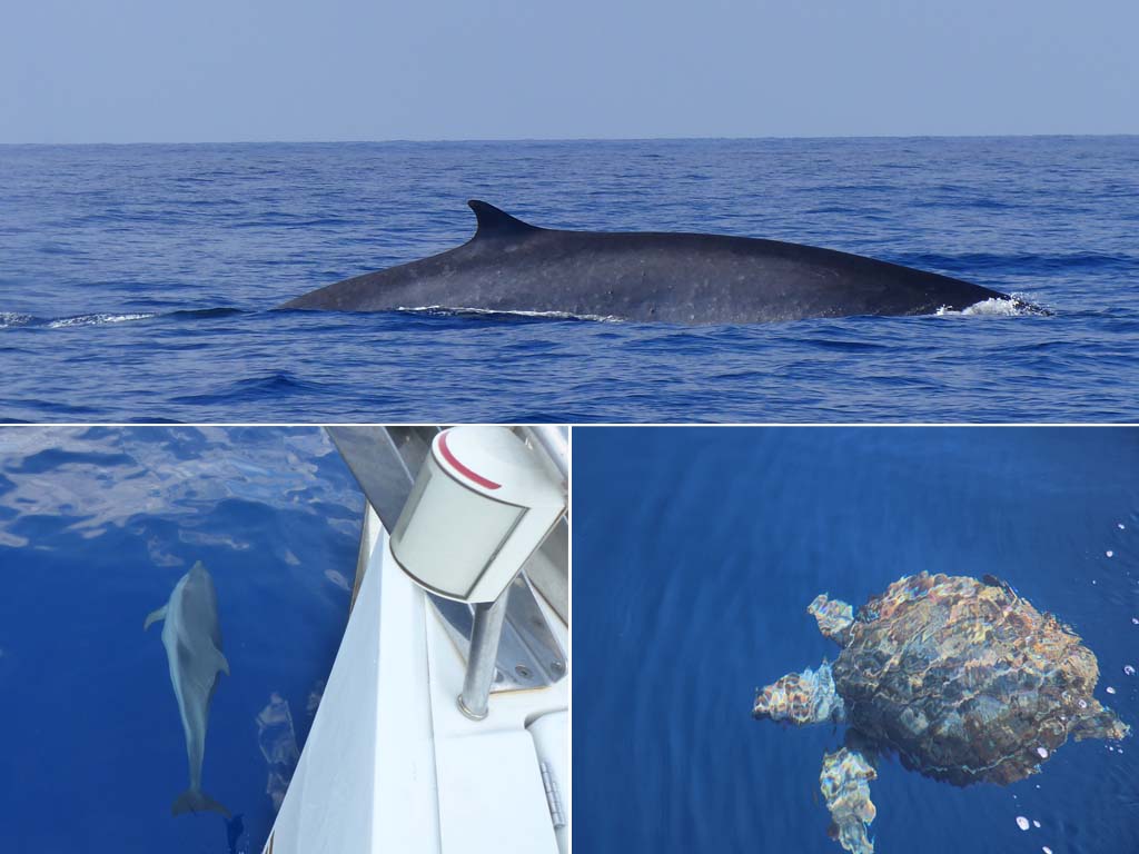 1) Rorqual commun 2) Dauphins bleus et blancs à la proue du bateau 3) Tortue Caouanne