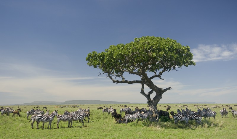 Zèbres dans le parc du Serengeti