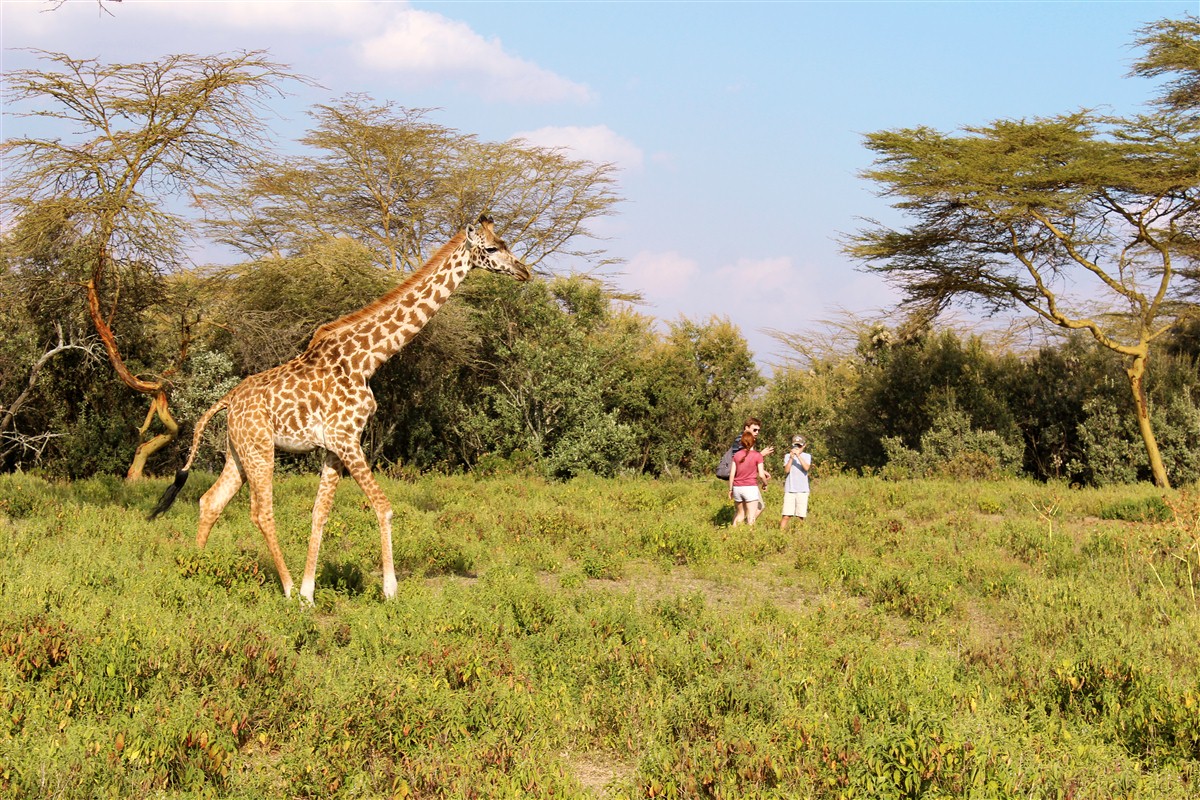 Safari à pied au Kenya
