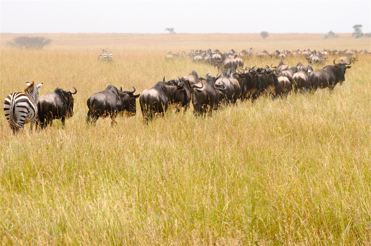 Migration des gnous et zèbres - Parc national du Serengeti