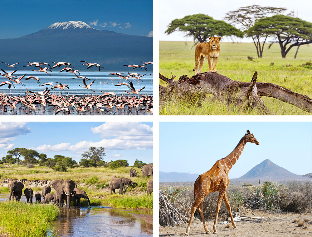 1) Vue sur le Kilimandjaro - Kenya 2) Lion dans le parc national du Serengeti - Tanzanie 3) Éléphants dans le parc de Tarangire - Tanzanie 4) Girafe réticulée dans la réserve nationale de Samburu - Kenya