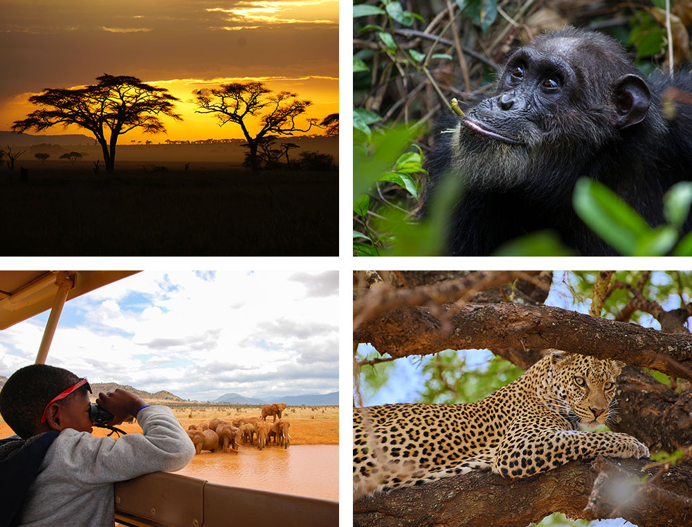 1) Coucher de soleil sur le parc du Serengeti - Tanzanie 2) Chimpanzé dans le parc national de Gombe Stream - Tanzanie 3) Safari en famille dans le parc national de Tsavo Est - Kenya 4) Léopard - Tanzanie