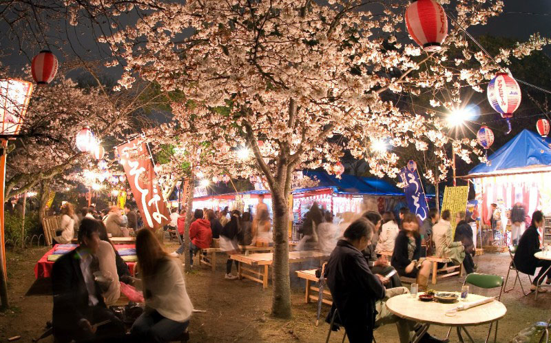 Parc de Maruyama de nuit sous les cerisiers en fleur à Kyoto - Japon