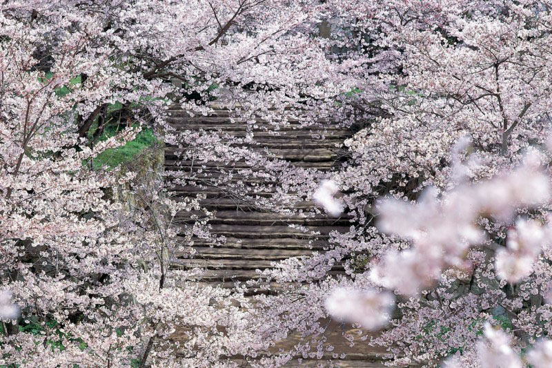 Cerisiers en fleur dans le parc Kakuzan à Okayama - Japon