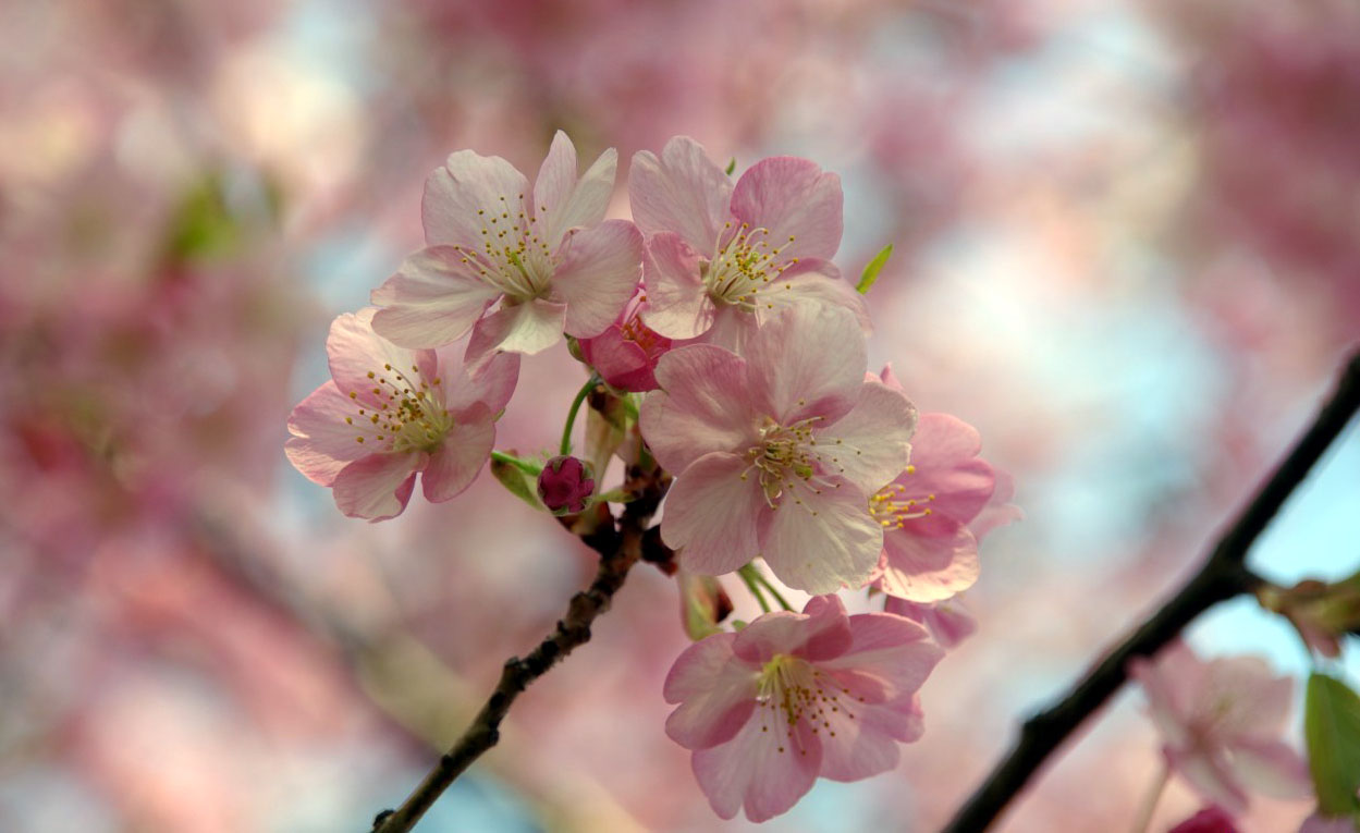 Fleur de cerisier dans la région de Shizuoka - Japon © Yasufumi Nishi/JNTO Japan National Tourism Organization OT