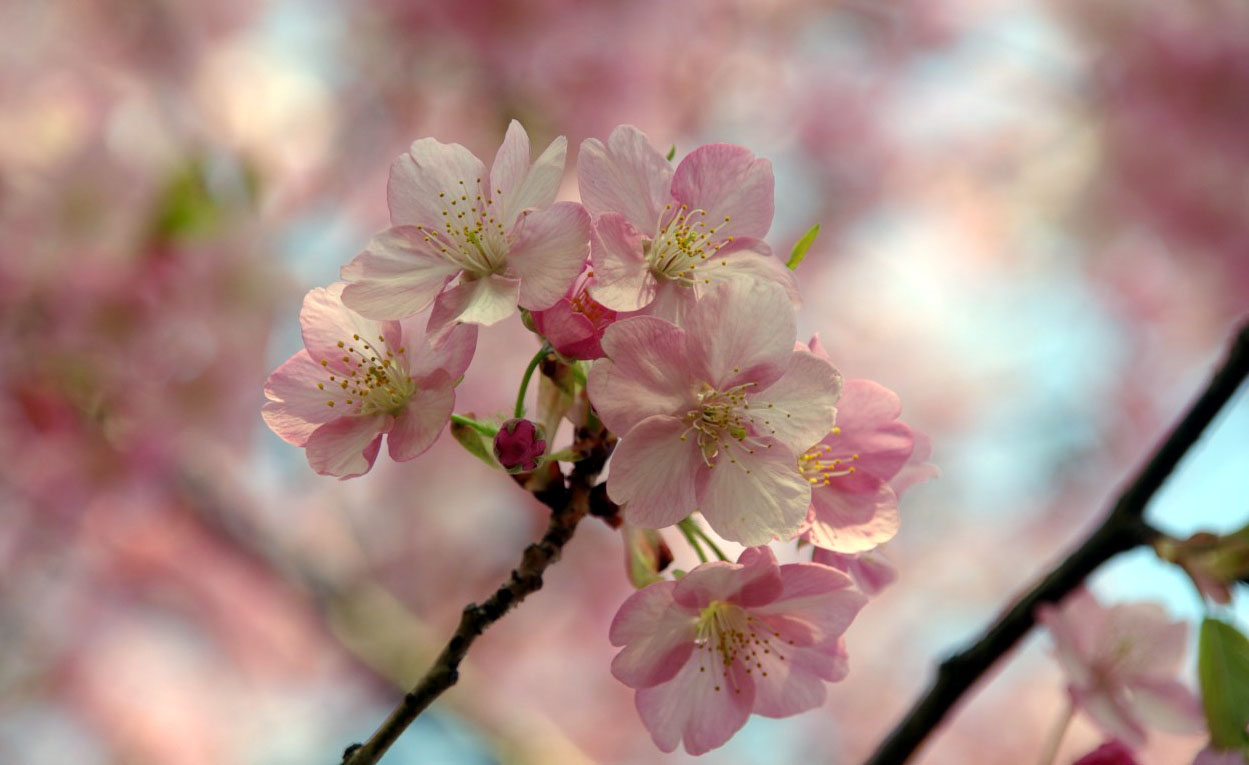 Où et quand voir les cerisiers en fleurs au Japon ? - Le Mag