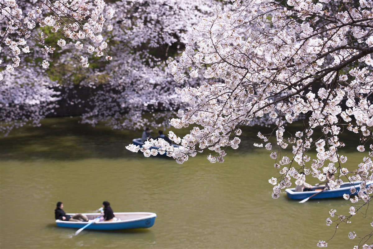 Promenade en barque sous les cerisiers en fleur près du palais impérial à Tokyo - Japon