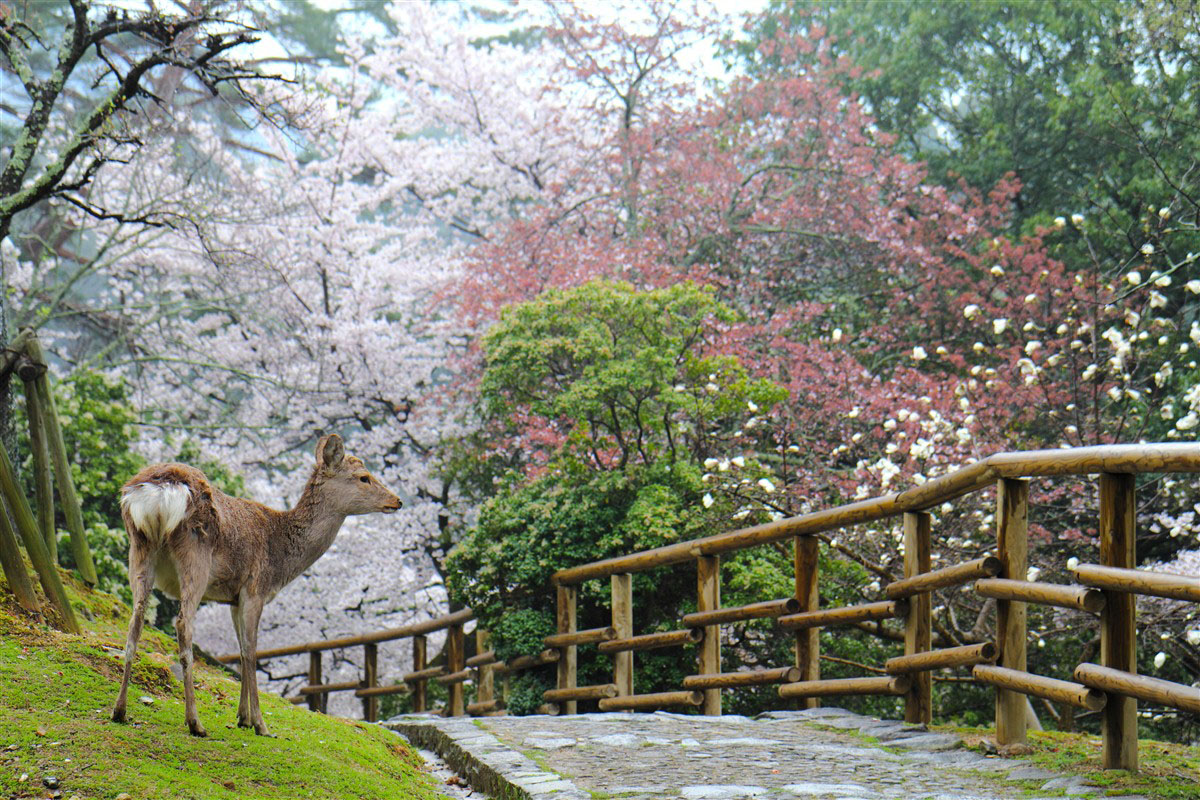 Parc de Nara au printemps avec un daim - Japon
