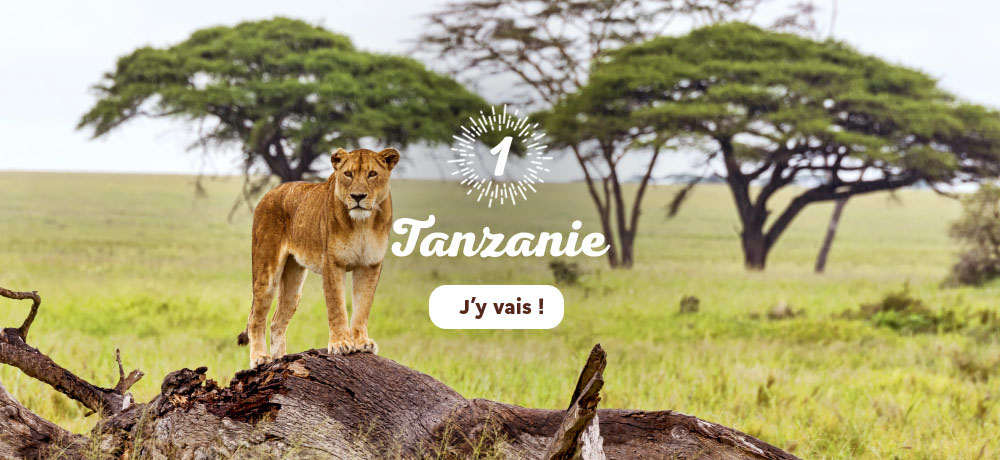 Lionne sur un tronc d'arbre dans le parc national du Serengeti en Tanzanie