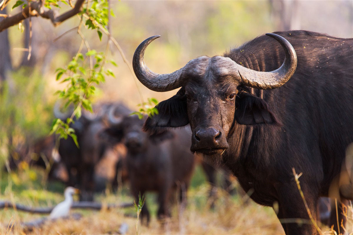 Buffle d'Afrique en Namibie