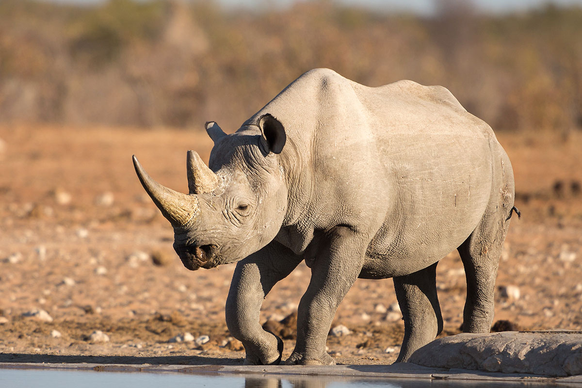 Rhinocéros noir dans le parc national d'Etosha en Namibie