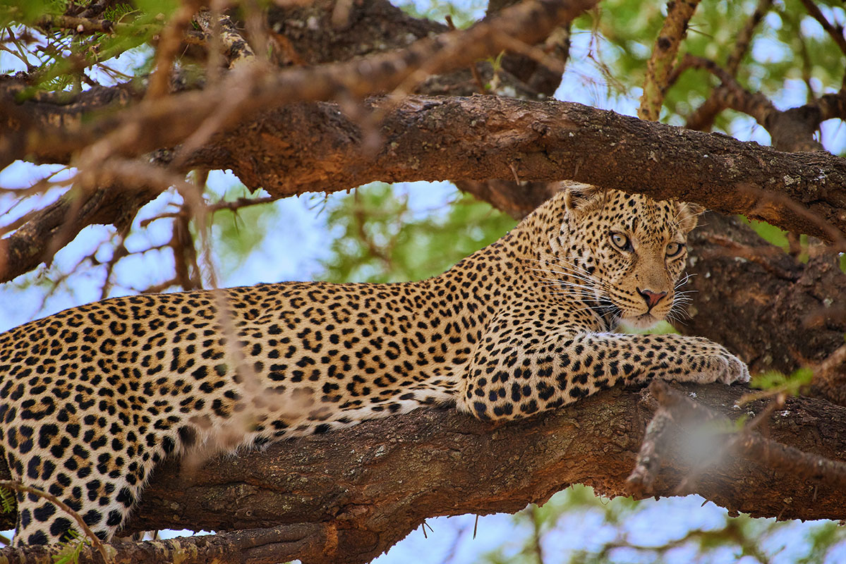 Léopard perché sur un arbre en Tanzanie