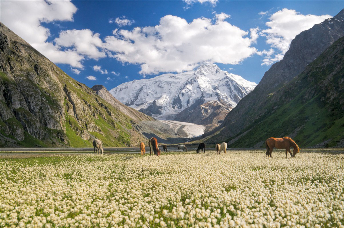 Chevaux près de Karakol - Kirghizstan