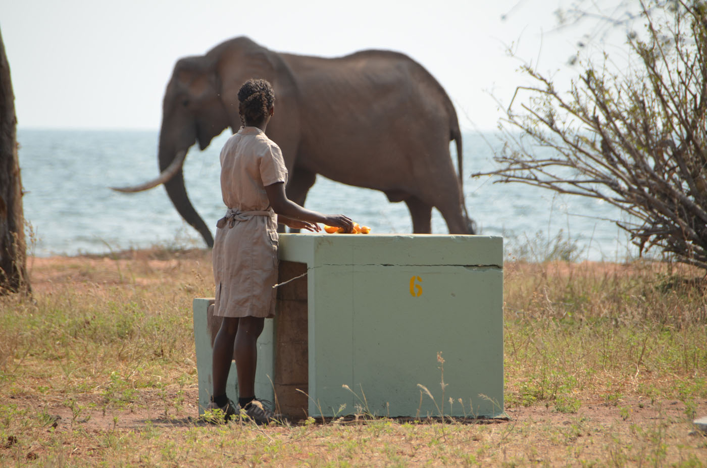 Rencontre avec l'éléphant baptisé Muchengueti dans le parc national de Matusadona au Zimbabwe