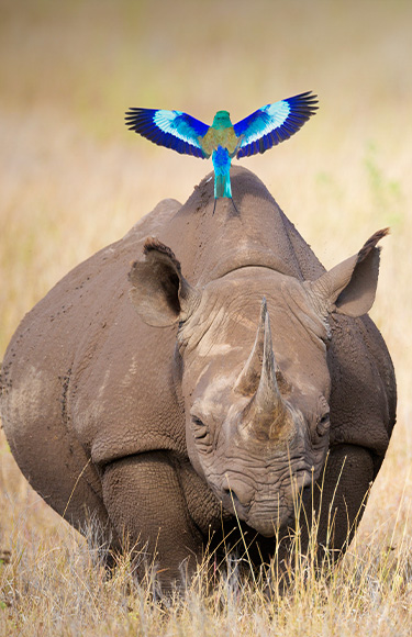 En safari, dans le désert, au sommet d'un géant...