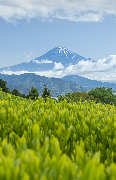 Le Japon authentique au parfum de thé vert
