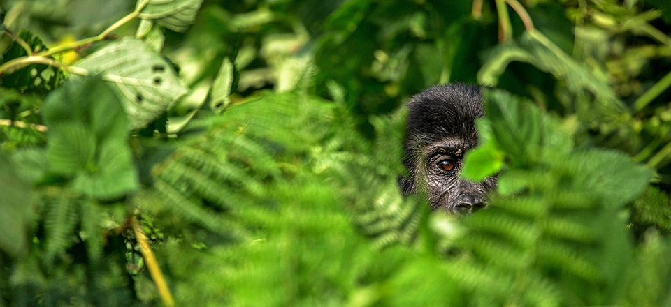 Au plus près de la vie sauvage