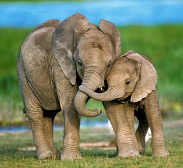 Voyages en famille en Tanzanie