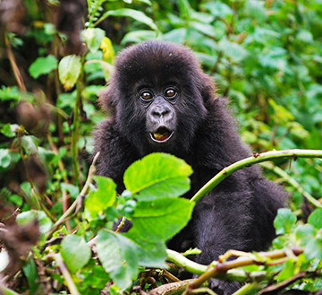voyage Ouganda
